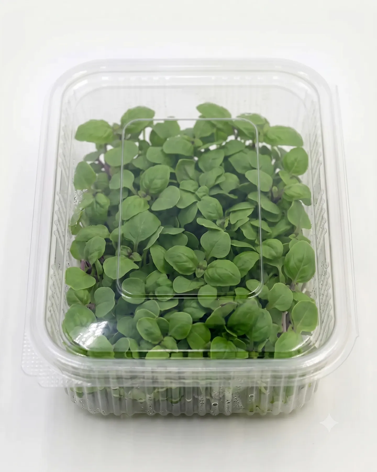 Basil Green — view 1