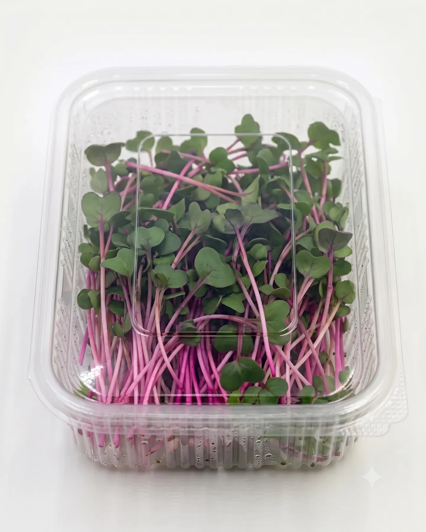 Radish China Rose — view 1