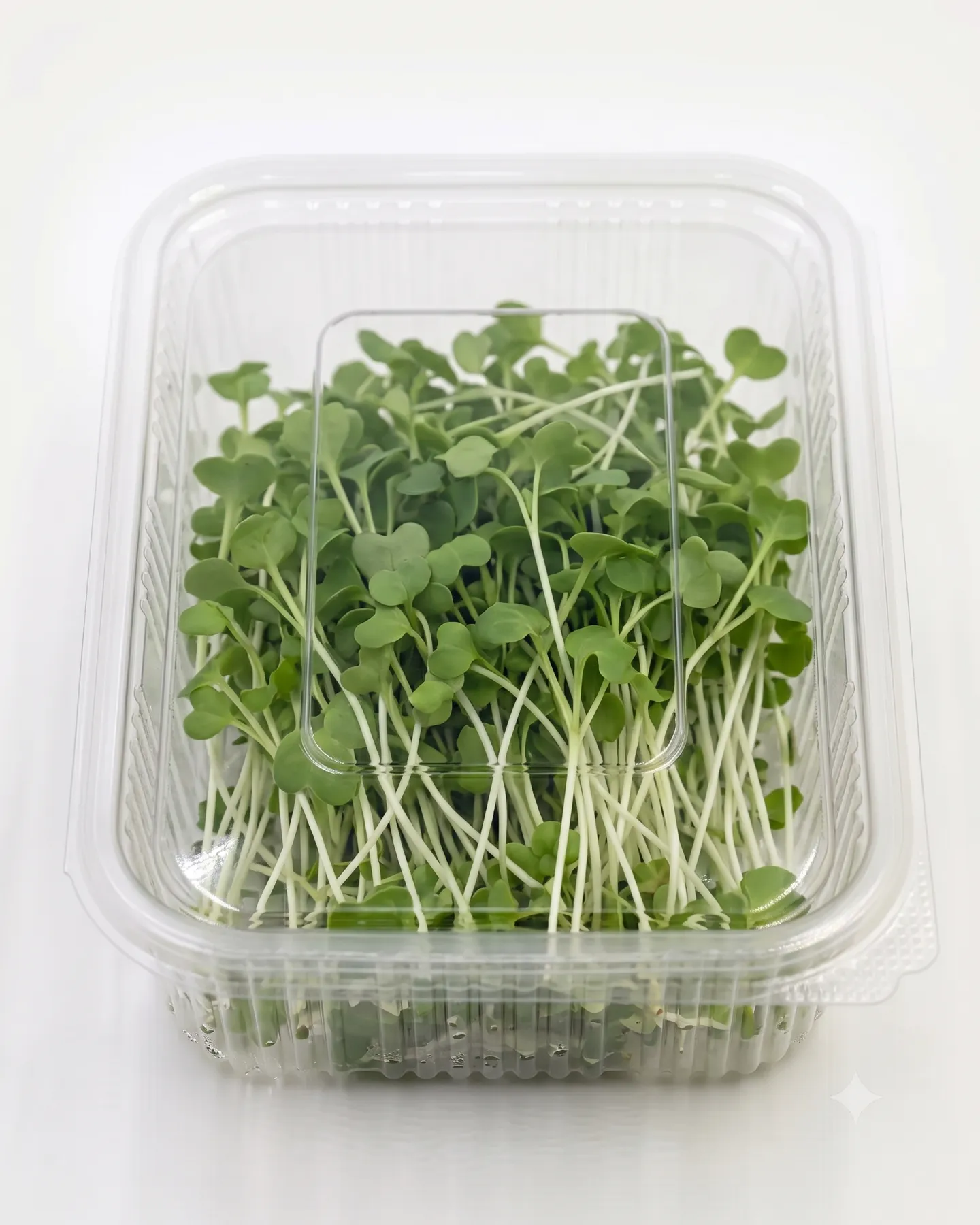 Turnip — view 1
